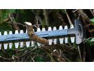 BOSCH Akku-Heckenschere GHE 18V-50 (II) solo, im Karton